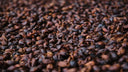 Cascara Panama Elida Estate